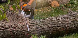 Trusted Homestead, PA Tree Care Experts
