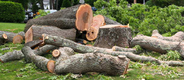 Best Tree and Shrub Care  in Homestead, PA