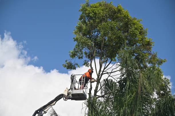 Seasonal Cleanup (Spring/Fall) in Homestead, PA