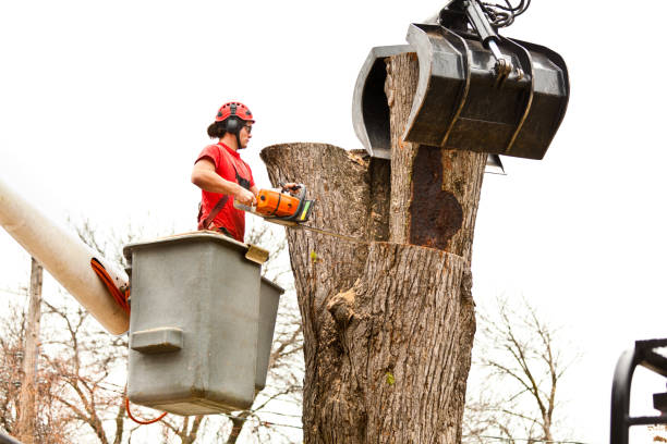 Best Seasonal Cleanup (Spring/Fall)  in Homestead, PA